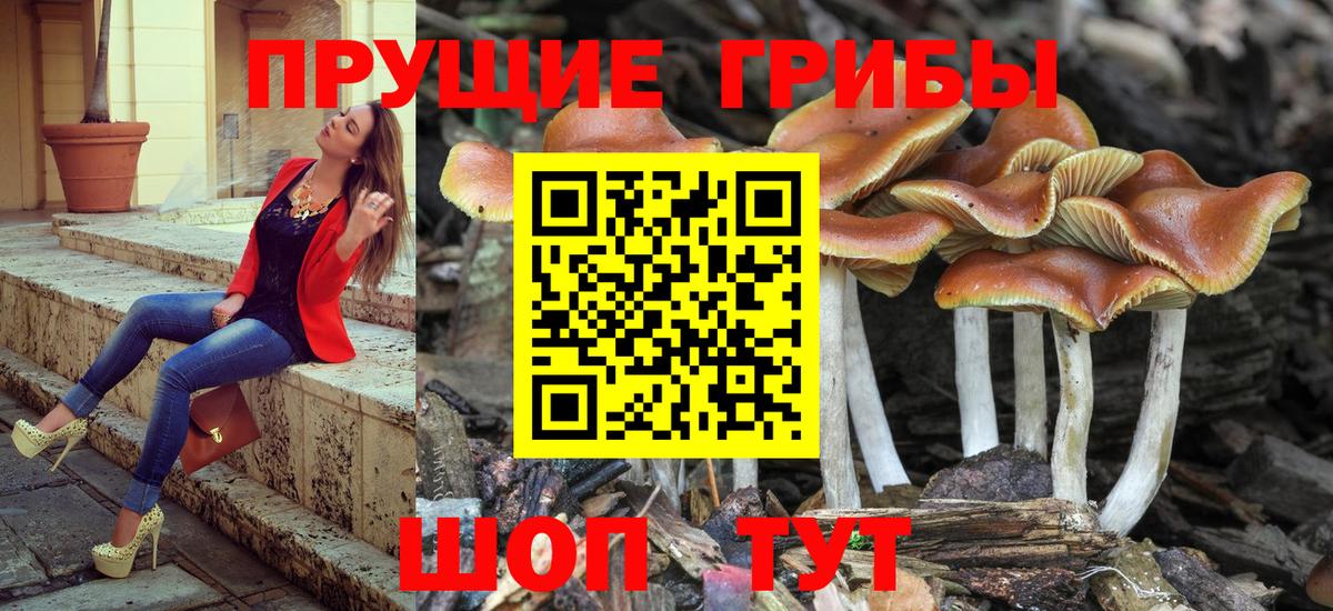 Галлюциногенные грибы Psilocybine cubensis Пыть-Ях